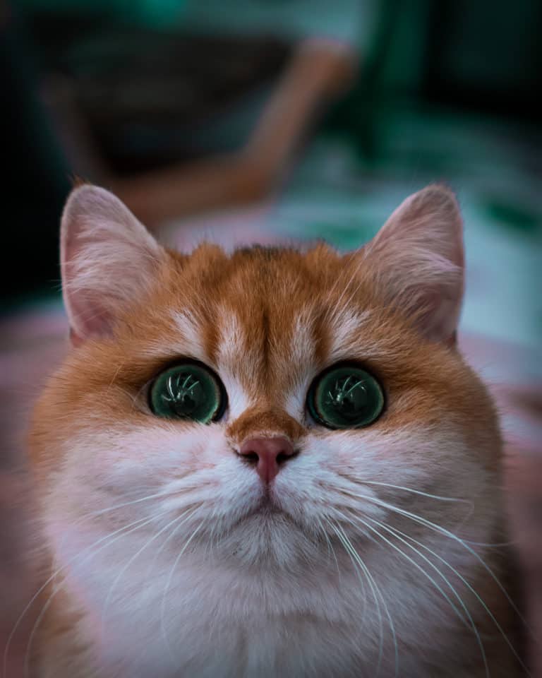 Orange Tabby Cat In Tilt Shift Lens